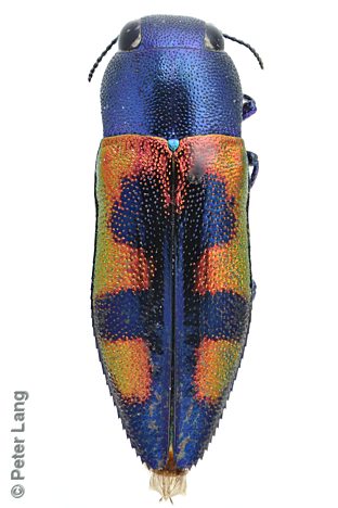 Melobasis speciosa, PL0331, female, from Acacia euthycarpa, MU, 6.7 × 2.3 mm